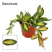 Хойя Burtoniae Variegata (decorum) d9 см h2.5 см