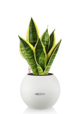 Сансевиерия Футура Суперба в PURO 20, белый Сансевиерия Футура Суперба в PURO 20, белый