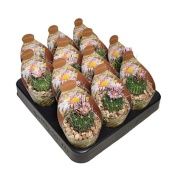 Эхинофоссулокактус d6.5 см h8 см Эхинофоссулокактус d6.5 см h8 см