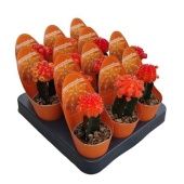 Гимнокалициум Cactus Grafted Orange Potcover d6.5 см h8 см