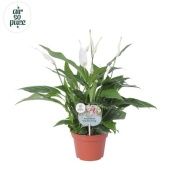 Спатифиллум Перл 8+ цветов d15 см h45 см Спатифиллум Перл 8+ цветов d15 см h45 см