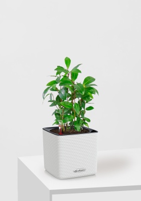 Лавр 9/30 см в CUBE COLOR 14 Лавр 9/30 см в CUBE COLOR 14