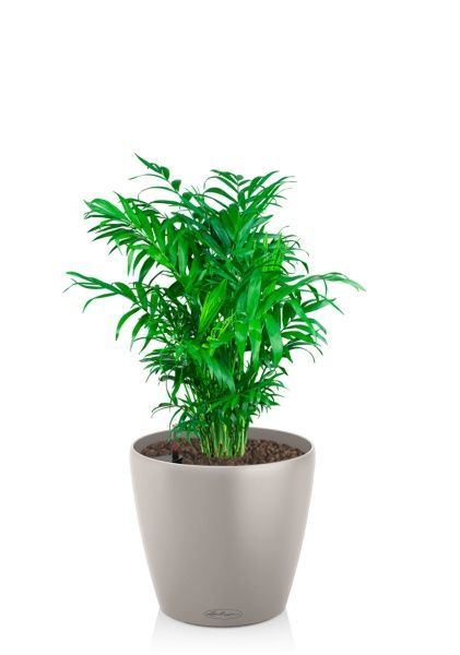 Хамедорея Элеганс 14/50 см в CLASSICO COLOR 18 Хамедорея Элеганс 14/50 см в CLASSICO COLOR 18