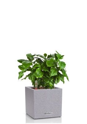 Кофе в CANTO STONE 14, серый камень