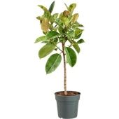 Фикус Эластика Шивериана Муншайн d30 см h130 см Фикус Эластика Шивериана Муншайн d30 см h130 см