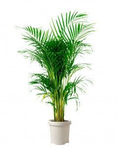 Хризалидокарпус Арека 30/200 см