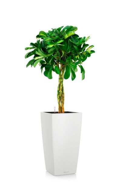 Шеффлера Голд Капелла 21/75 см в CUBICO COLOR 30