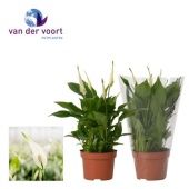 Спатифиллум Рондо 8+ цветов d10.5 см h30 см тип 1