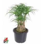 Нолина бранч d32 см h100 см Нолина бранч d32 см h100 см