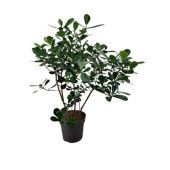 Клузия Буш d24 см h95 см