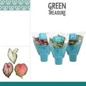 Каладиум микс d12 см h25 см Каладиум микс d12 см h25 см