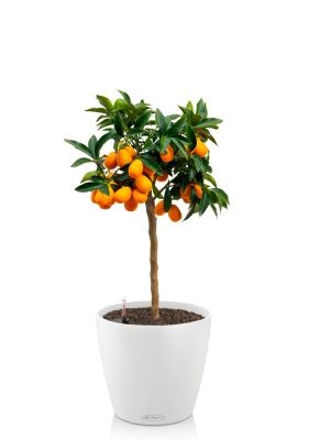 Цитрус Каламондин 19/60 см в CLASSICO COLOR 21, белый