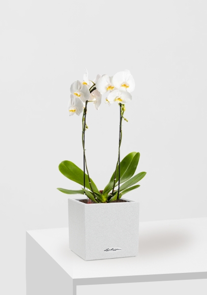 Орхидея Фаленопсис белая каскад 12/50 см в CANTO STONE 14 Орхидея Фаленопсис белая каскад 12/50 см в CANTO STONE 14