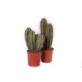 Неокарденасия Герцогиана d24 см h65 см