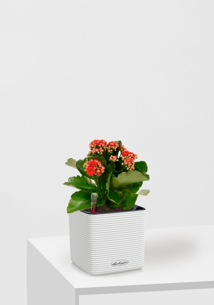 Каланхоэ микс 12/30 см в CUBE COLOR 14