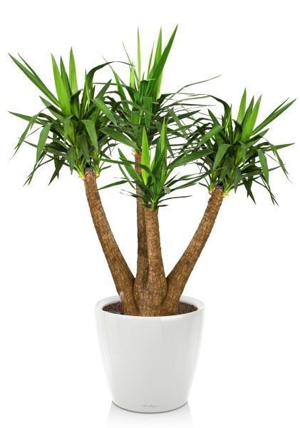 Юкка Элефантис в CLASSICO LS 50