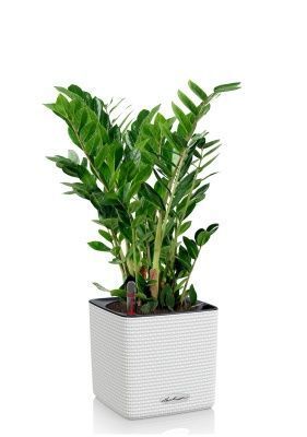 Замиокулькас в CUBE 16, белый