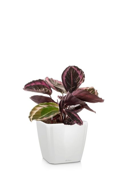 Калатея Розеопикта 15/40 см в QUADRO LS 21