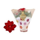 Каланхоэ Rosalina Don Justino красный d6 см h12.5 см Каланхоэ Rosalina Don Justino красный d6 см h12.5 см