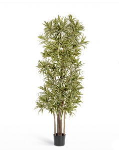 Драцена Рефлекса золотая