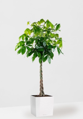 Пахира Акватика 30/170 см в CUBE 40, белый блестящий