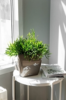 Рипсалис подвесной 17/30 см в CUBICO Color 22 Рипсалис подвесной 17/30 см в CUBICO Color 22