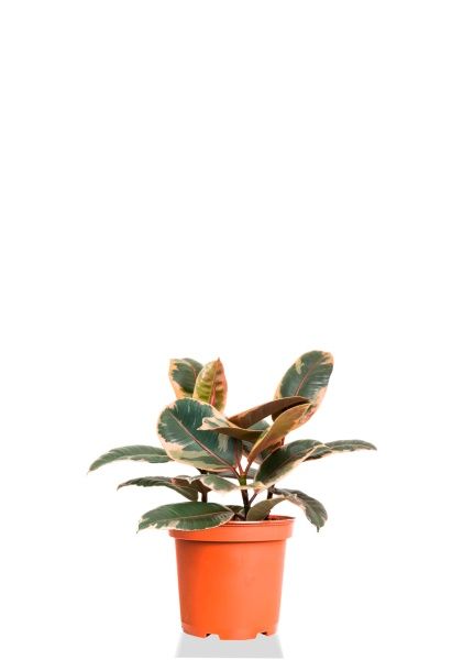 Фикус Эластика Белиз 3 ствола 23/35 см Фикус Эластика Белиз 3 ствола 23/35 см