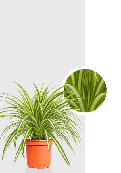 Хлорофитум Витатум d14 см h50 см