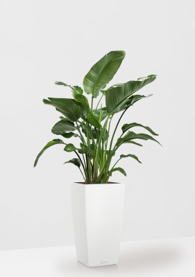 Стрелиция Николай 27/150 см в CUBICO COLOR 40, белый 