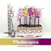 Фаленопсис 1 ствол Taiwan Mix 9+ (phalaenova) d12 см h75 см (Голландия) Фаленопсис 1 ствол Taiwan Mix 9+ (phalaenova) d12 см h75 см (Голландия)