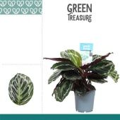 Калатея Медальон d12 см h35 см