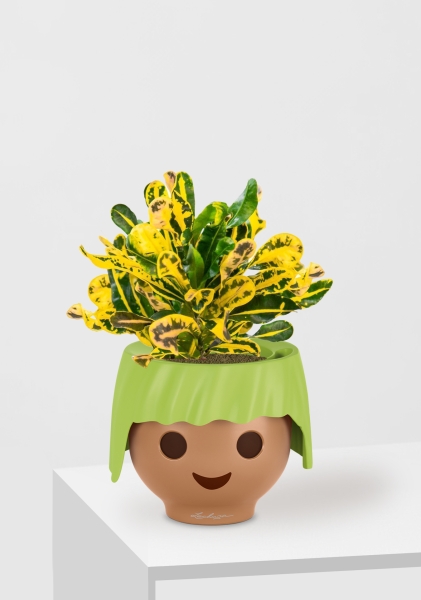 Кротон Еллоу 12/30 см в OJO