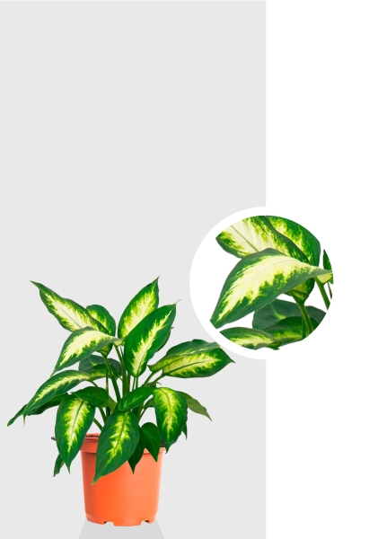 Диффенбахия Камилла 12/40 см