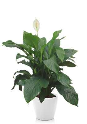Спатифиллум Свит 24/100 см в CLASSICO LS 28