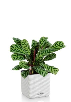 Ктенанта Бурле в CUBE 14, белый