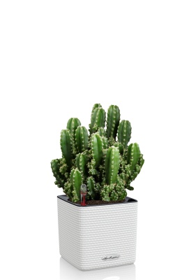 Кактус Цереус Полина 10/20 см в CUBE COLOR 14