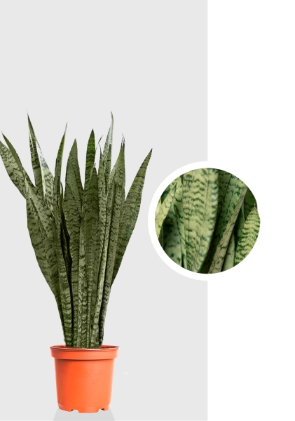 Сансевиерия Зейланика 30/100 см
