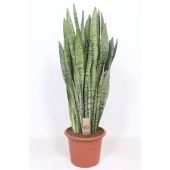 Сансевиерия Зейланика d30 см h90 см