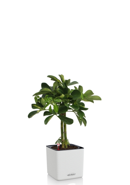 Шеффлера Голд Капелла штамб 12/40 см в CUBE COLOR 16 Шеффлера Голд Капелла штамб 12/40 см в CUBE COLOR 16