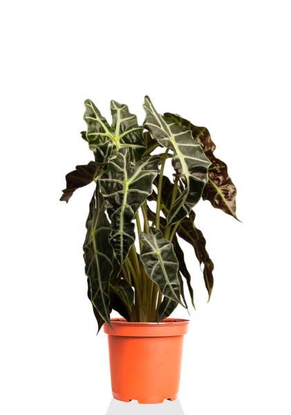 Алоказия Полли 17/50 см