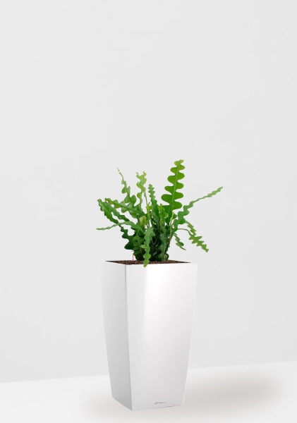 Эпифиллум Угловатый 17/35 см в CUBICO 22 Эпифиллум Угловатый 17/35 см в CUBICO 22