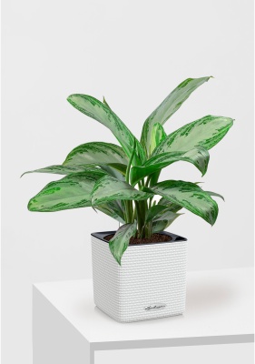 Аглаонема Сильвер Бей в CUBE COLOR 16, белый