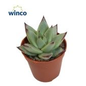 Эхеверия Эбони Глоу d5.5 см h10 см