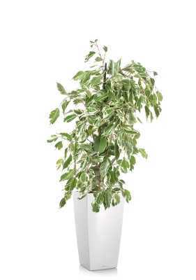 Фикус Бенджамина Голден Кинг пирамида 17/70 см в CUBICO 22