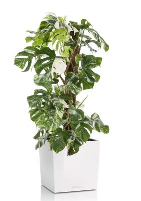 Монстера Вариегатная на опоре 30/170 см в CUBE 40, белый блестящий