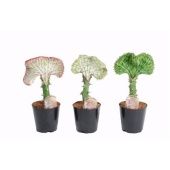 Эуфорбия Кристата d12 см h30 см