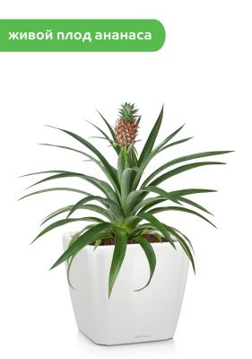 Ананас 15/50 см в QUADRO LS 21, белый блестящий