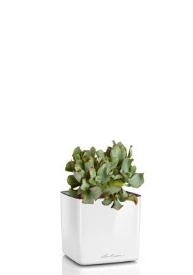 Крассула Ундулатифолия 12/20 см в CUBE GLOSSY 14, белый блестящий