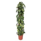 Филодендрон Сканденс Бразил d27 см h160 см Филодендрон Сканденс Бразил d27 см h160 см