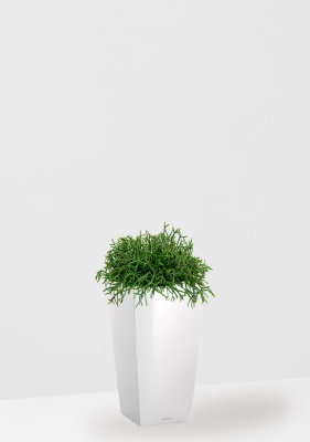 Рипсалис подвесной 17/30 см в CUBICO 22 Рипсалис подвесной 17/30 см в CUBICO 22